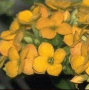 www.kalanchoe.nl